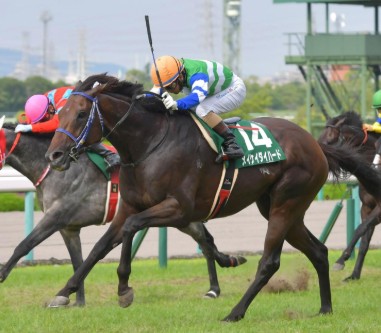 中京記念2021】出走予定馬・想定オッズ・想定騎手・全頭評価・レース